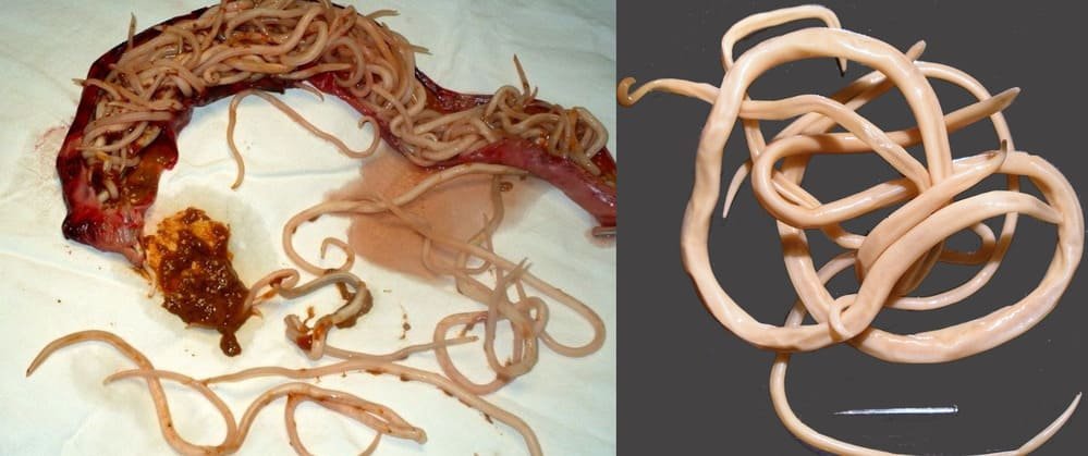 Изображение на паразити 3